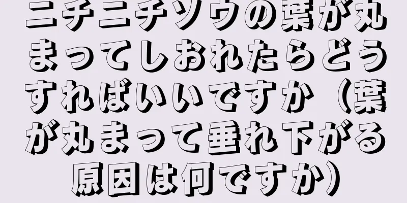 ニチニチソウの葉が丸まってしおれたらどうすればいいですか（葉が丸まって垂れ下がる原因は何ですか）