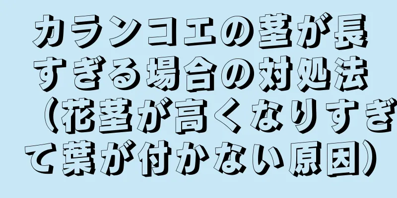 カランコエの茎が長すぎる場合の対処法（花茎が高くなりすぎて葉が付かない原因）