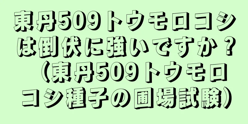 東丹509トウモロコシは倒伏に強いですか？ （東丹509トウモロコシ種子の圃場試験）