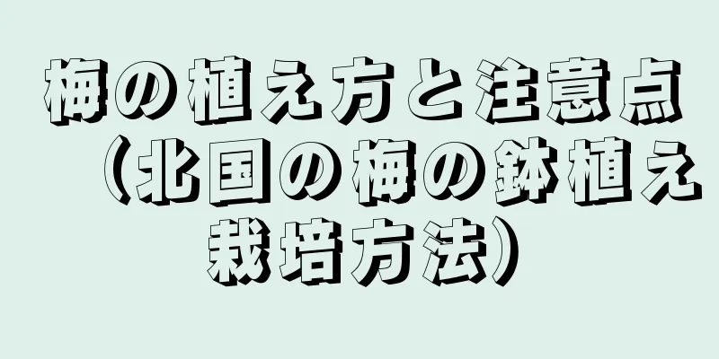 梅の植え方と注意点（北国の梅の鉢植え栽培方法）