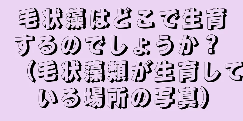 毛状藻はどこで生育するのでしょうか？ （毛状藻類が生育している場所の写真）