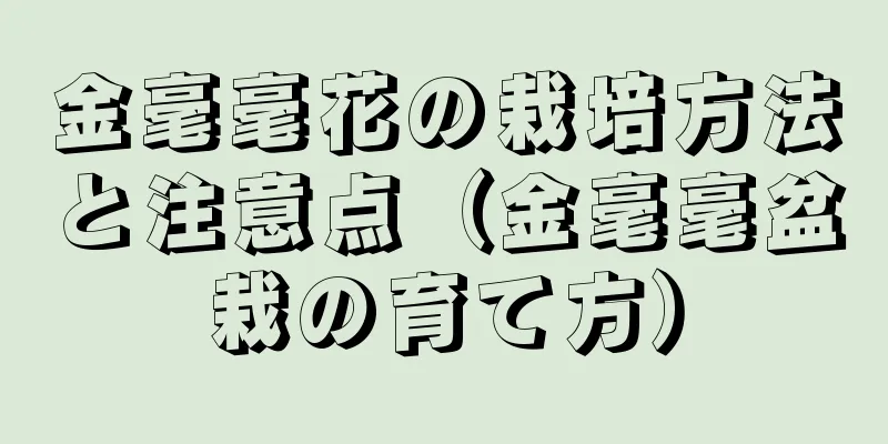 金毫毫花の栽培方法と注意点（金毫毫盆栽の育て方）