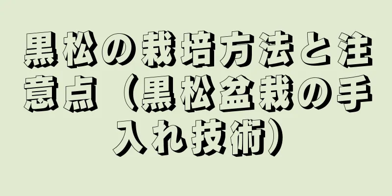 黒松の栽培方法と注意点（黒松盆栽の手入れ技術）