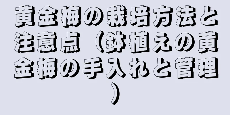 黄金梅の栽培方法と注意点（鉢植えの黄金梅の手入れと管理）