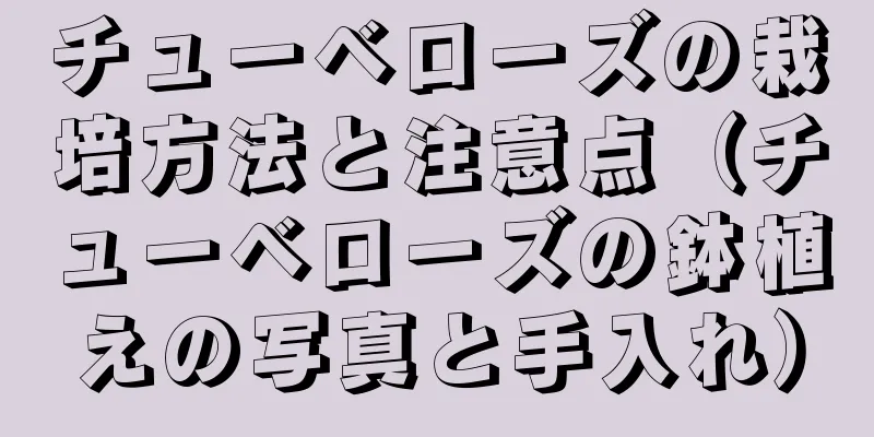 チューベローズの栽培方法と注意点（チューベローズの鉢植えの写真と手入れ）