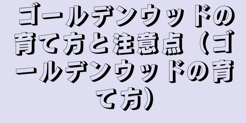 ゴールデンウッドの育て方と注意点（ゴールデンウッドの育て方）