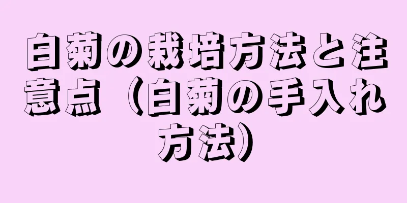 白菊の栽培方法と注意点（白菊の手入れ方法）