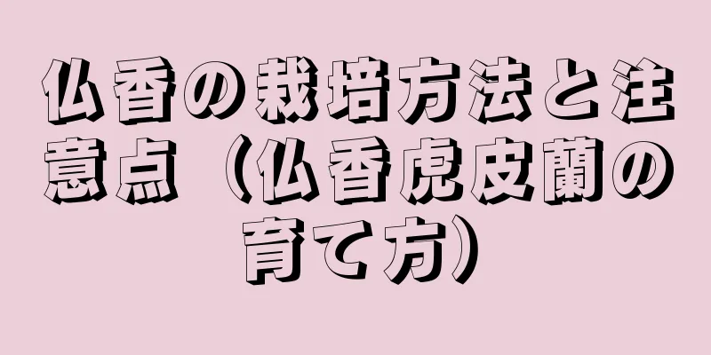 仏香の栽培方法と注意点（仏香虎皮蘭の育て方）
