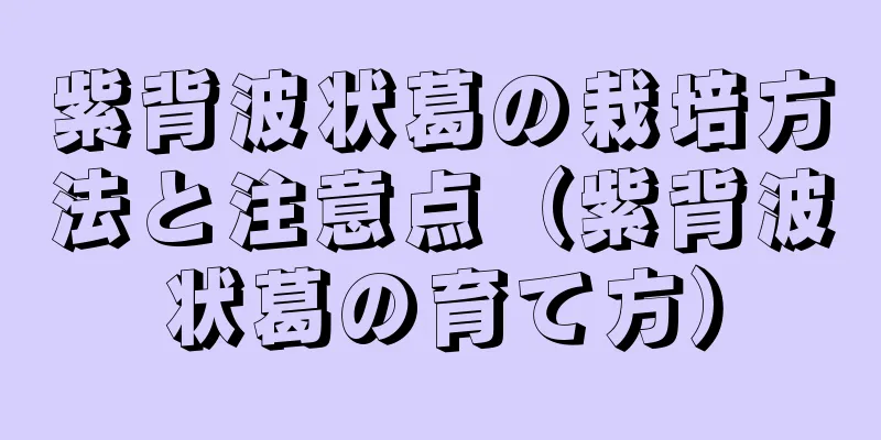 紫背波状葛の栽培方法と注意点（紫背波状葛の育て方）