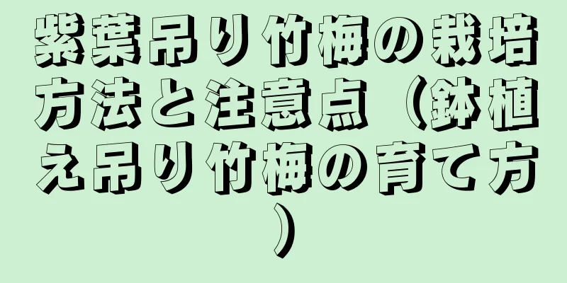 紫葉吊り竹梅の栽培方法と注意点（鉢植え吊り竹梅の育て方）