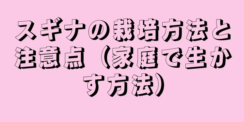 スギナの栽培方法と注意点（家庭で生かす方法）