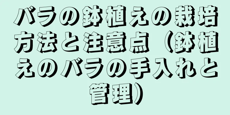 バラの鉢植えの栽培方法と注意点（鉢植えのバラの手入れと管理）