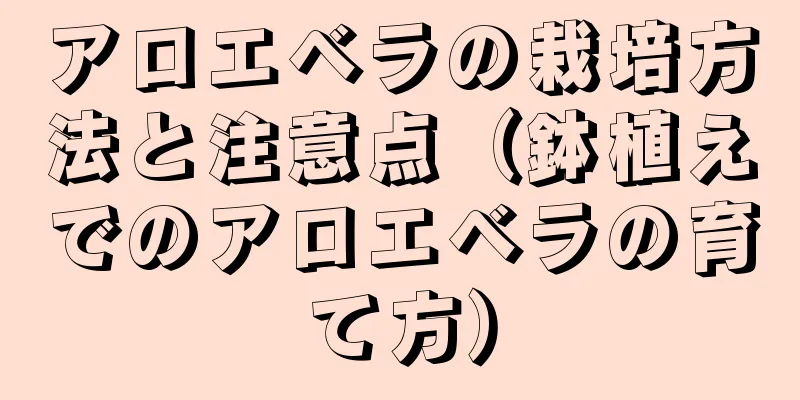 アロエベラの栽培方法と注意点（鉢植えでのアロエベラの育て方）