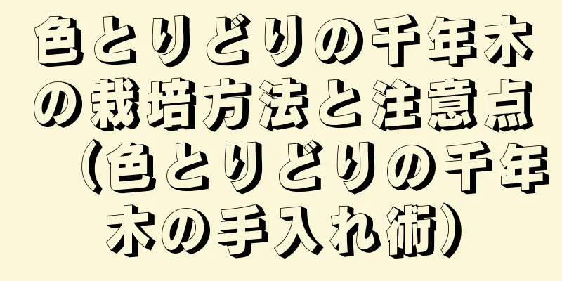 色とりどりの千年木の栽培方法と注意点（色とりどりの千年木の手入れ術）
