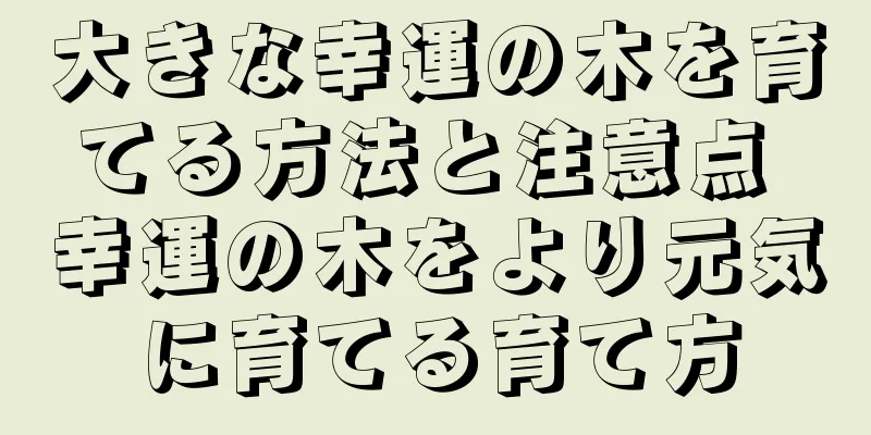 大きな幸運の木を育てる方法と注意点 幸運の木をより元気に育てる育て方