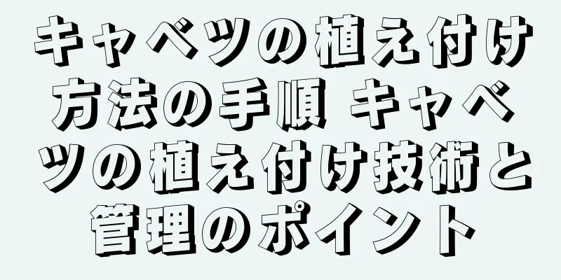 キャベツの植え付け方法の手順 キャベツの植え付け技術と管理のポイント