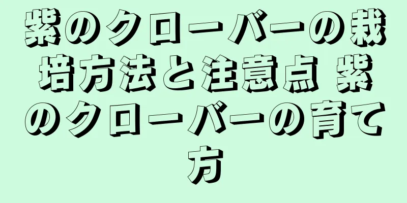 紫のクローバーの栽培方法と注意点 紫のクローバーの育て方