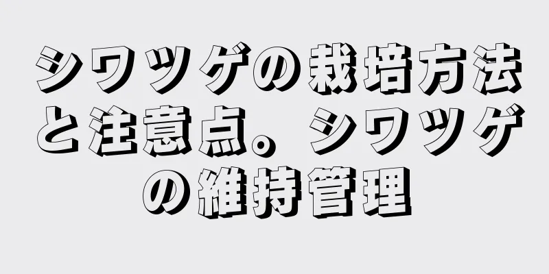 シワツゲの栽培方法と注意点。シワツゲの維持管理