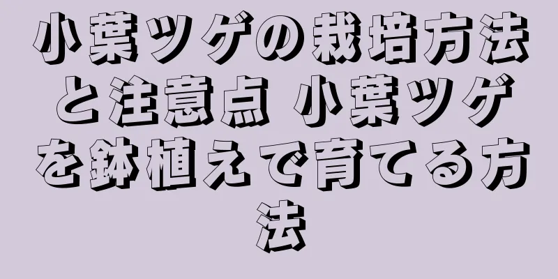 小葉ツゲの栽培方法と注意点 小葉ツゲを鉢植えで育てる方法