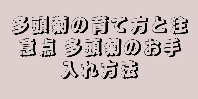 多頭菊の育て方と注意点 多頭菊のお手入れ方法