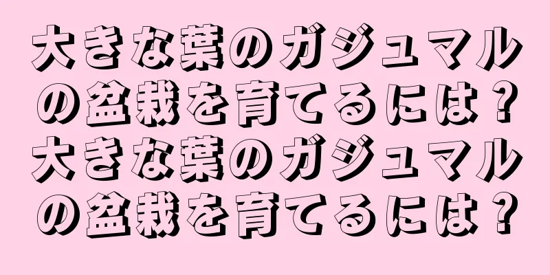 大きな葉のガジュマルの盆栽を育てるには？大きな葉のガジュマルの盆栽を育てるには？