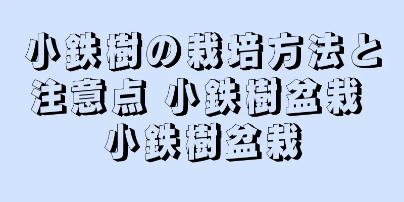 小鉄樹の栽培方法と注意点 小鉄樹盆栽 小鉄樹盆栽
