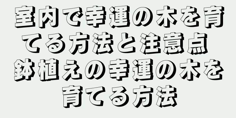 室内で幸運の木を育てる方法と注意点 鉢植えの幸運の木を育てる方法