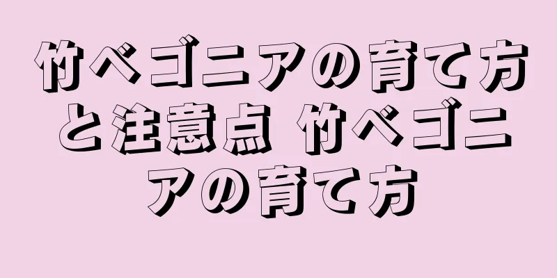 竹ベゴニアの育て方と注意点 竹ベゴニアの育て方