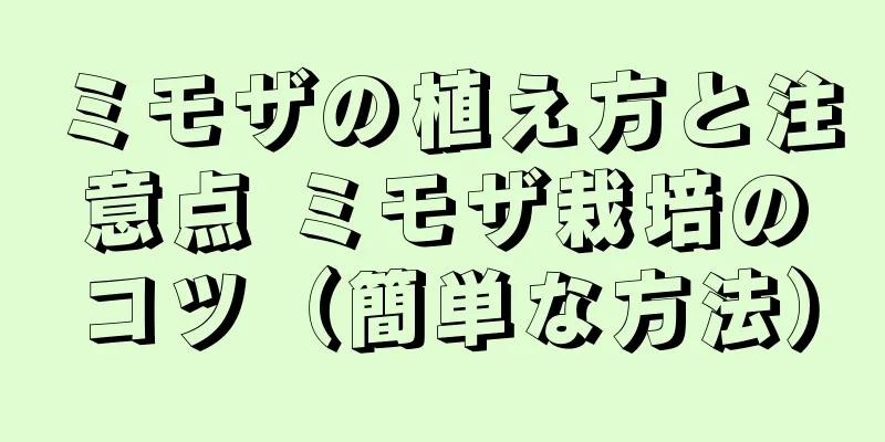 ミモザの植え方と注意点 ミモザ栽培のコツ（簡単な方法）