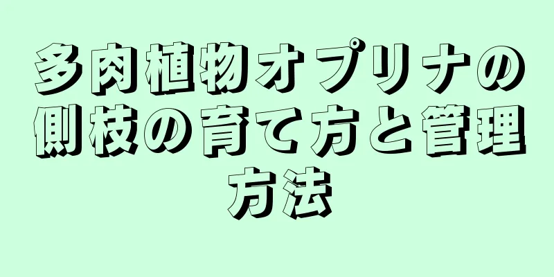多肉植物オプリナの側枝の育て方と管理方法