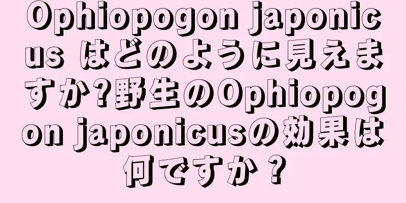 Ophiopogon japonicus はどのように見えますか?野生のOphiopogon japonicusの効果は何ですか？