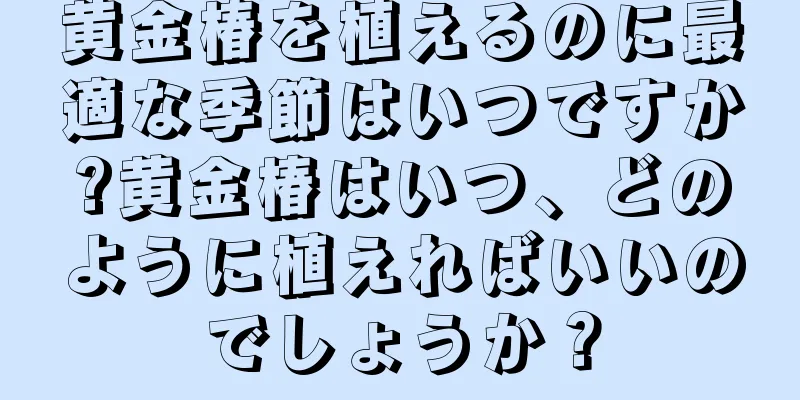 黄金椿を植えるのに最適な季節はいつですか?黄金椿はいつ、どのように植えればいいのでしょうか？