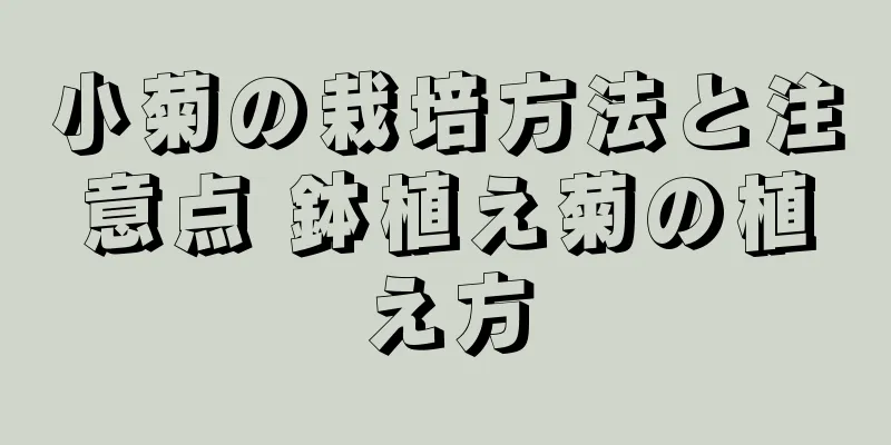 小菊の栽培方法と注意点 鉢植え菊の植え方