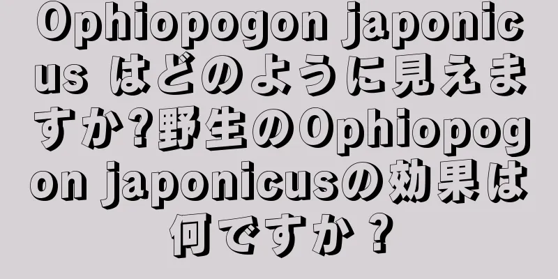 Ophiopogon japonicus はどのように見えますか?野生のOphiopogon japonicusの効果は何ですか？