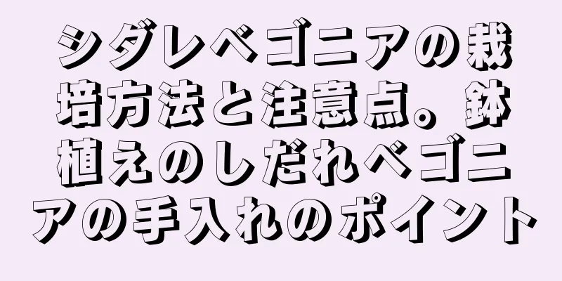 シダレベゴニアの栽培方法と注意点。鉢植えのしだれベゴニアの手入れのポイント
