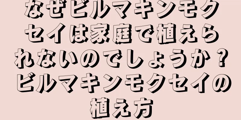 なぜビルマキンモクセイは家庭で植えられないのでしょうか？ビルマキンモクセイの植え方