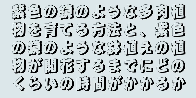 紫色の鏡のような多肉植物を育てる方法と、紫色の鏡のような鉢植えの植物が開花するまでにどのくらいの時間がかかるか