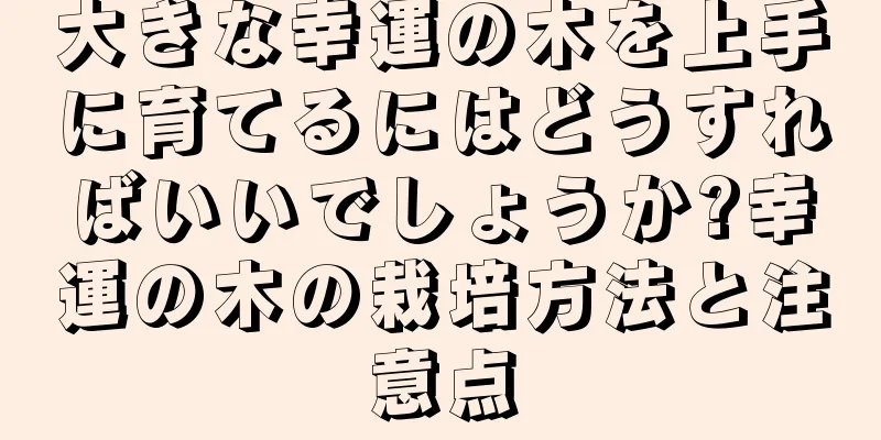大きな幸運の木を上手に育てるにはどうすればいいでしょうか?幸運の木の栽培方法と注意点