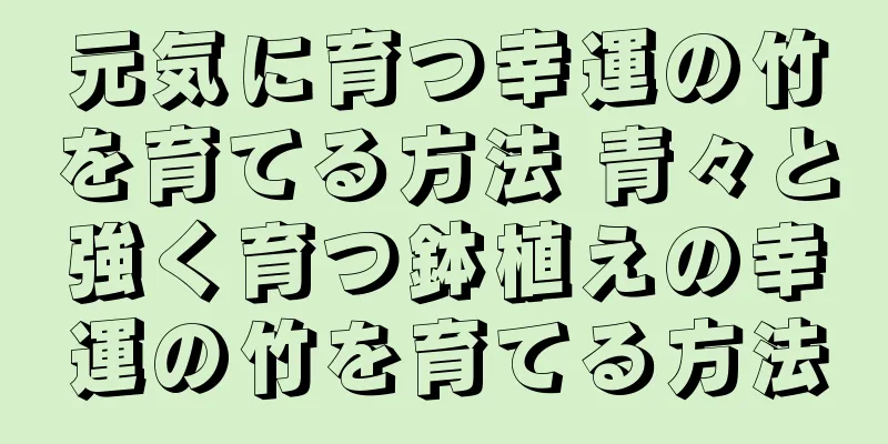 元気に育つ幸運の竹を育てる方法 青々と強く育つ鉢植えの幸運の竹を育てる方法