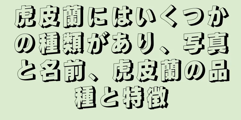 虎皮蘭にはいくつかの種類があり、写真と名前、虎皮蘭の品種と特徴