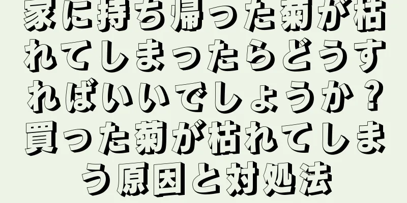 家に持ち帰った菊が枯れてしまったらどうすればいいでしょうか？買った菊が枯れてしまう原因と対処法
