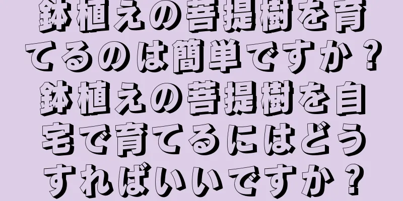 鉢植えの菩提樹を育てるのは簡単ですか？鉢植えの菩提樹を自宅で育てるにはどうすればいいですか？