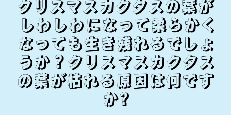 クリスマスカクタスの葉がしわしわになって柔らかくなっても生き残れるでしょうか？クリスマスカクタスの葉が枯れる原因は何ですか?