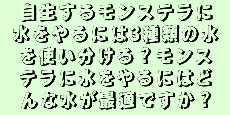 自生するモンステラに水をやるには3種類の水を使い分ける？モンステラに水をやるにはどんな水が最適ですか？
