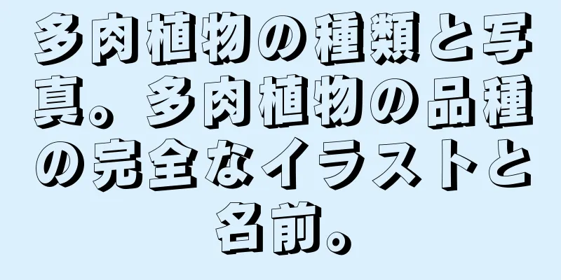 多肉植物の種類と写真。多肉植物の品種の完全なイラストと名前。