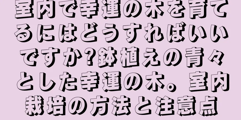 室内で幸運の木を育てるにはどうすればいいですか?鉢植えの青々とした幸運の木。室内栽培の方法と注意点
