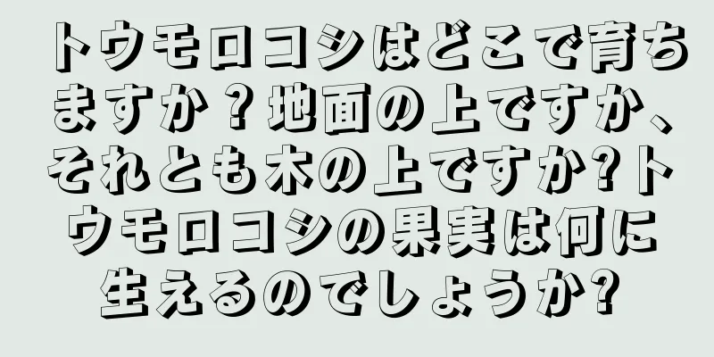 トウモロコシはどこで育ちますか？地面の上ですか、それとも木の上ですか?トウモロコシの果実は何に生えるのでしょうか?