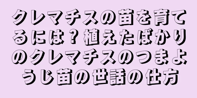 クレマチスの苗を育てるには？植えたばかりのクレマチスのつまようじ苗の世話の仕方