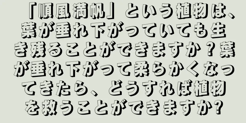 「順風満帆」という植物は、葉が垂れ下がっていても生き残ることができますか？葉が垂れ下がって柔らかくなってきたら、どうすれば植物を救うことができますか?