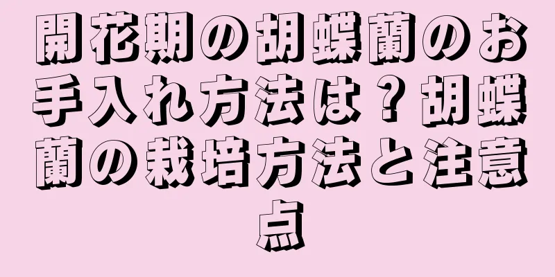 開花期の胡蝶蘭のお手入れ方法は？胡蝶蘭の栽培方法と注意点